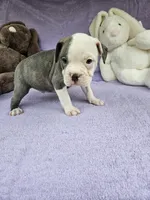 Ham, a male Boston Terrier for sale in Raleigh, NC – Photo 3 of 6