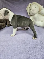 Ham, a male Boston Terrier for sale in Raleigh, NC – Photo 6 of 6