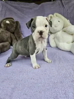 Ham, a male Boston Terrier for sale in Raleigh, NC – Photo 5 of 6