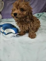 Pip, a male Poodle - Toy  for sale in Raleigh, NC – 8 of 8