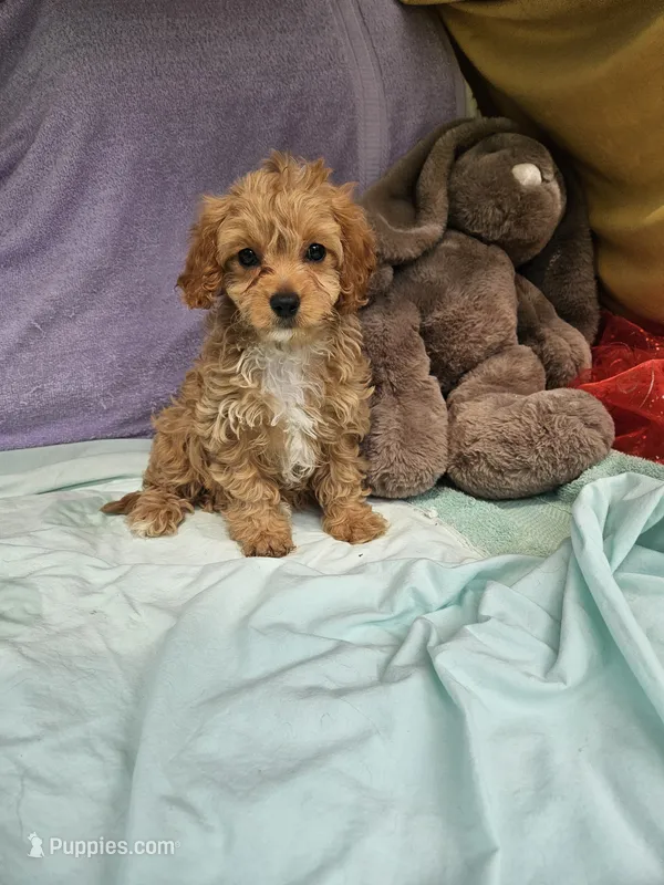 Puppy – Cavapoo puppy for sale in Raleigh, NC