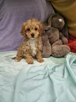 Puppy, a female Cavapoo for sale in Raleigh, NC – 1 of 5