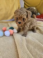 Wheeler, a male Maltipoo and Poodle - Toy  for sale in Raleigh, NC – 2 of 7