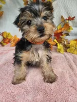 Orange, a female Yorkshire Terrier for sale in Raleigh, NC – 2 of 6
