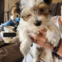 KK, a female Yorkshire Terrier for sale in Hartford, SD – Photo 2 of 3