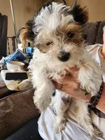 KK, a female Yorkshire Terrier for sale in Hartford, SD – Photo 2 of 3