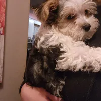 KK, a female Yorkshire Terrier for sale in Hartford, SD – Photo 3 of 3