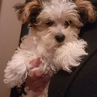 KK, a female Yorkshire Terrier for sale in Hartford, SD – Photo 1 of 3