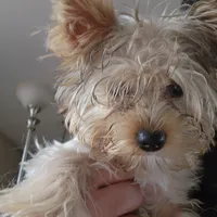 Sophie, a female Yorkshire Terrier for sale in Hartford, SD – Photo 4 of 6