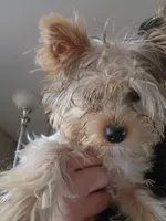 Sophie, a female Yorkshire Terrier for sale in Hartford, SD – Photo 4 of 6