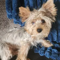 Sophie, a female Yorkshire Terrier for sale in Hartford, SD – Photo 6 of 6