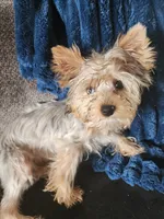 Sophie, a female Yorkshire Terrier for sale in Hartford, SD – Photo 6 of 6