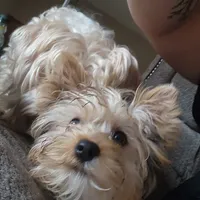 Sophie, a female Yorkshire Terrier for sale in Hartford, SD – Photo 3 of 6