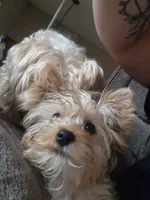 Sophie, a female Yorkshire Terrier for sale in Hartford, SD – Photo 3 of 6