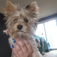 Sophie, a female Yorkshire Terrier for sale in Hartford, SD – Photo 5 of 6