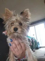 Sophie, a female Yorkshire Terrier for sale in Hartford, SD – Photo 5 of 6