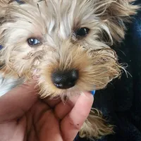 Sophie, a female Yorkshire Terrier for sale in Hartford, SD – Photo 1 of 6