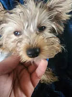 Sophie, a female Yorkshire Terrier for sale in Hartford, SD – Photo 1 of 6