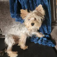 Sophie, a female Yorkshire Terrier for sale in Hartford, SD – Photo 2 of 6