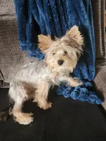 Sophie, a female Yorkshire Terrier for sale in Hartford, SD – Photo 2 of 6