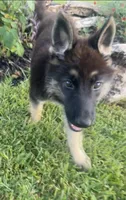 Tiger, a female German Shepherd Dog for sale in Hearne, TX – 4 of 7