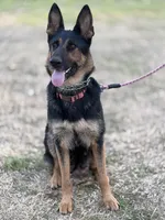 Tiger, a female German Shepherd Dog for sale in Hearne, TX – 6 of 7