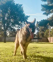 Green Girl, a female German Shepherd Dog for sale in Hearne, TX – 9 of 10