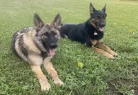 Green Girl, a female German Shepherd Dog for sale in Hearne, TX – 6 of 10