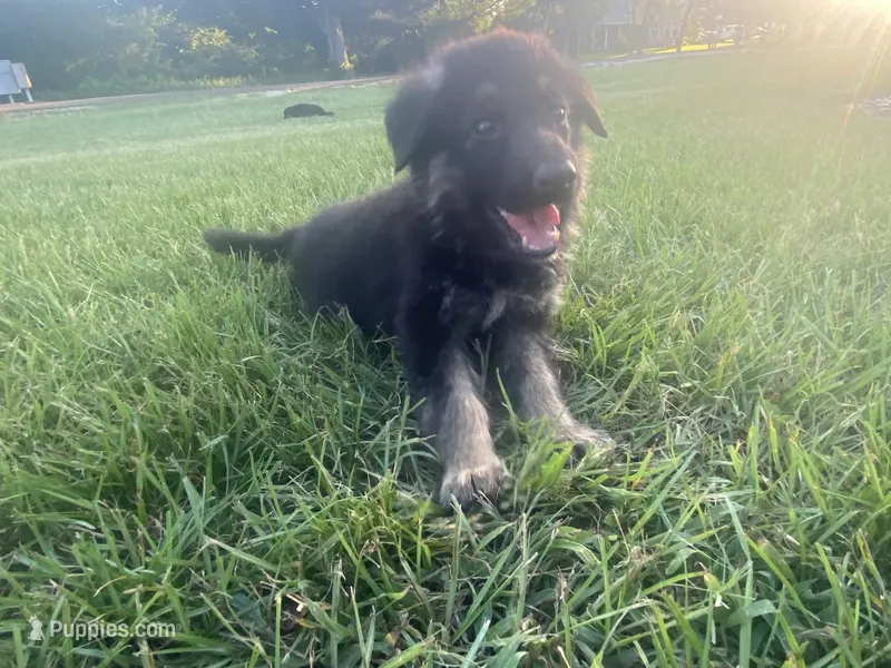 Tiger – German Shepherd Dog puppy for sale in Hearne, TX