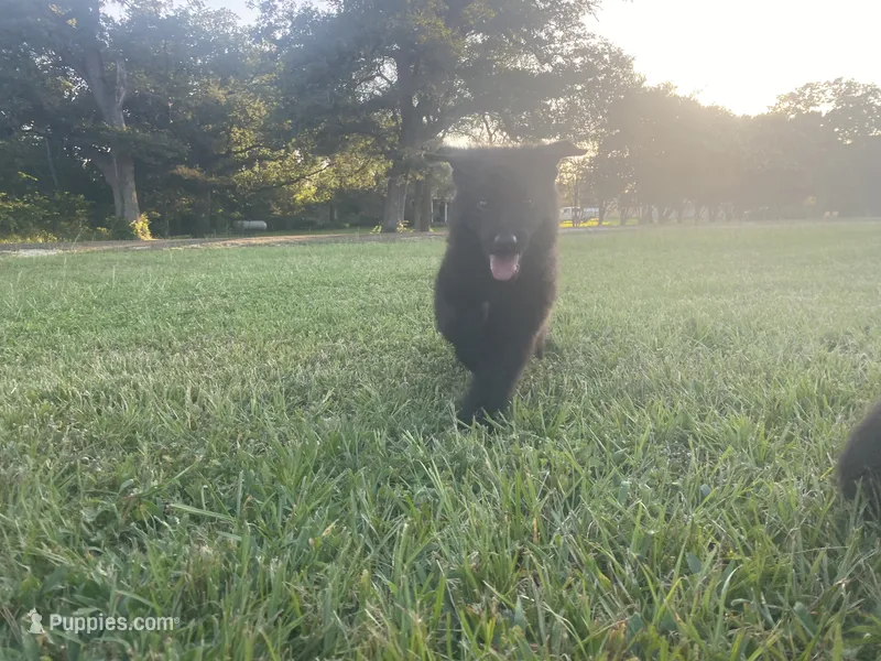 Samurai – German Shepherd Dog puppy for sale in Hearne, TX