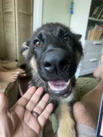Green Girl, a female German Shepherd Dog for sale in Hearne, TX – 3 of 10