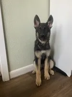 Green Girl, a female German Shepherd Dog for sale in Hearne, TX – 4 of 10