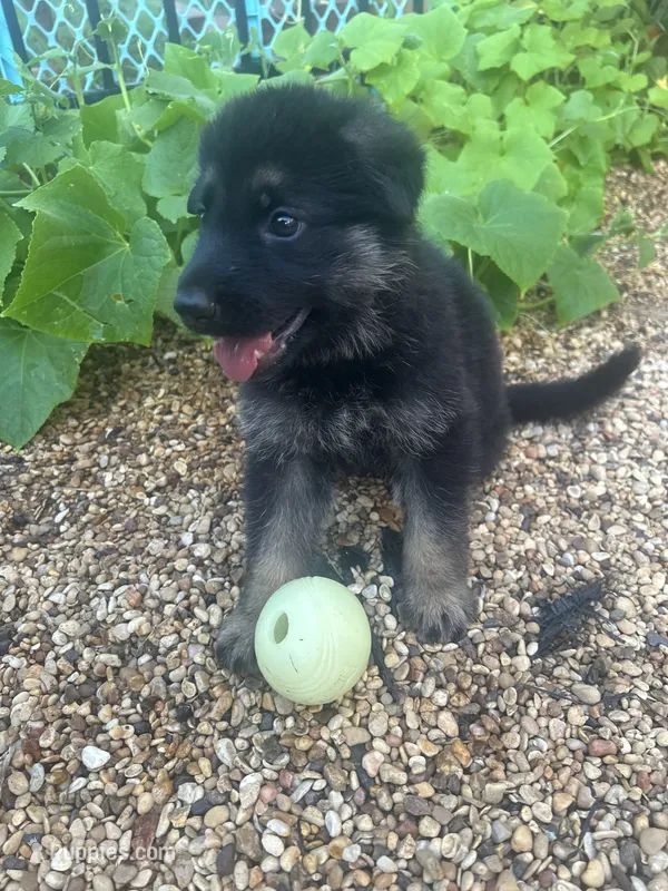 Blackbird – German Shepherd Dog puppy for sale in Hearne, TX