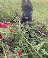 Tiger, a female German Shepherd Dog for sale in Hearne, TX – 5 of 7