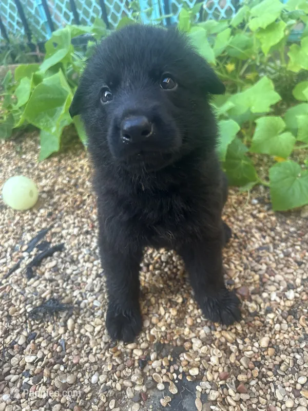 Jet – German Shepherd Dog puppy for sale in Hearne, TX