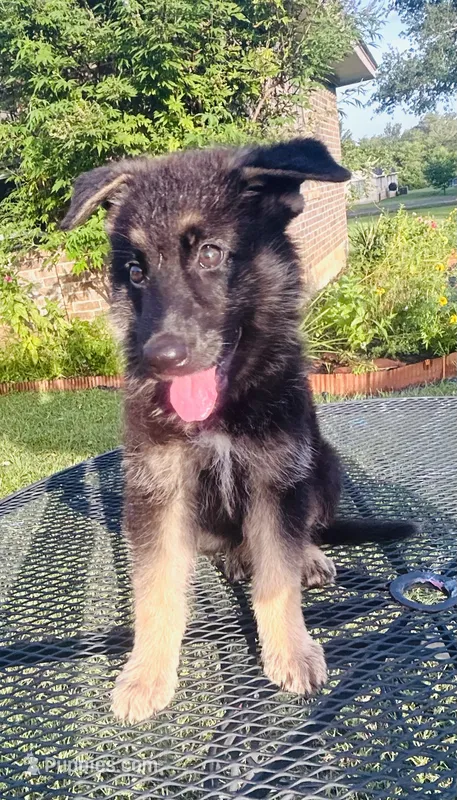 Tiger – German Shepherd Dog puppy for sale in Hearne, TX