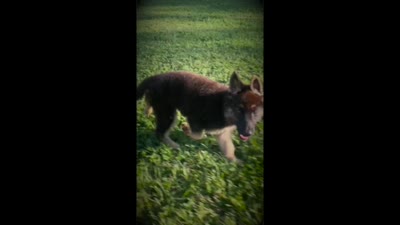 Tiger, a female German Shepherd Dog for sale in Hearne, TX – 7 of 7