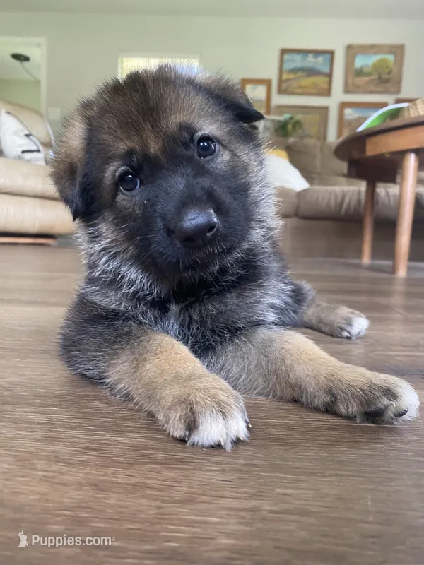 Dot – German Shepherd Dog puppy for sale in Hearne, TX