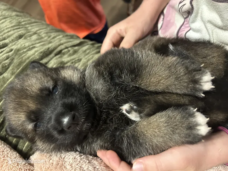 Griz – German Shepherd Dog puppy for sale in Hearne, TX