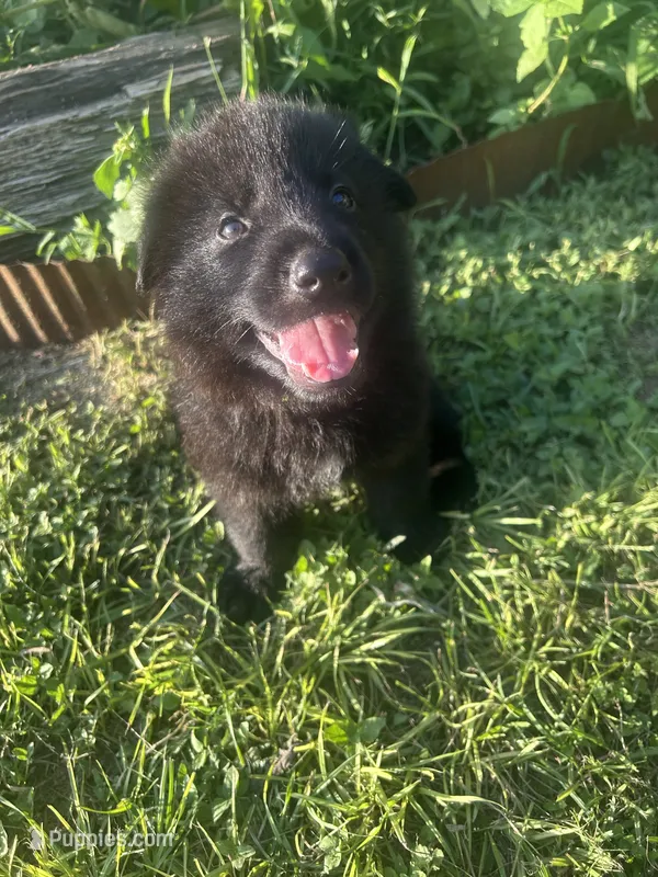 Samurai – German Shepherd Dog puppy for sale in Hearne, TX