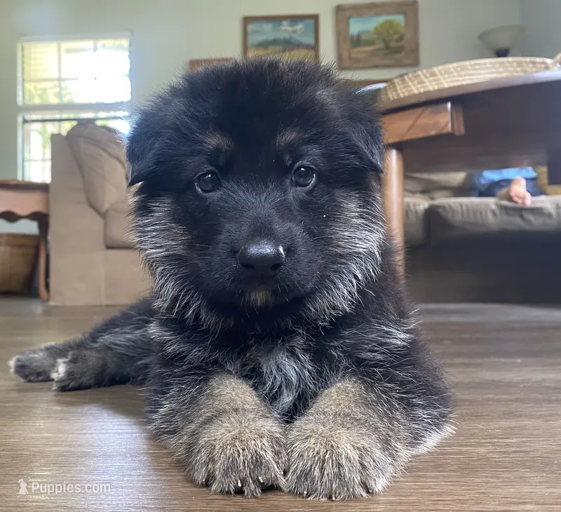 Tiger – German Shepherd Dog puppy for sale in Hearne, TX