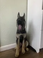 Green Girl, a female German Shepherd Dog for sale in Hearne, TX – 8 of 10