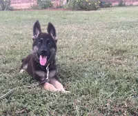 Green Girl, a female German Shepherd Dog for sale in Hearne, TX – 7 of 10