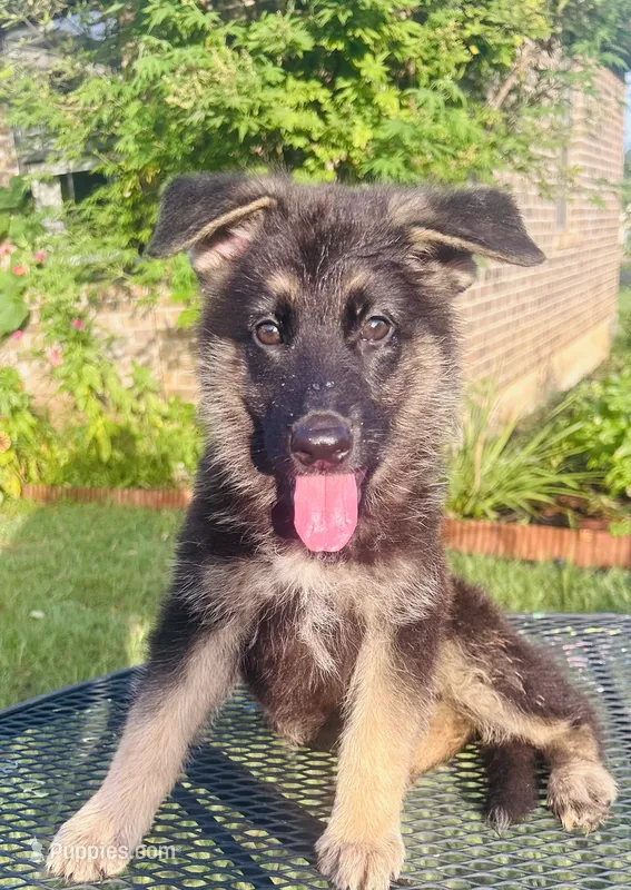 Tiger – German Shepherd Dog puppy for sale in Hearne, TX