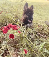Tiger, a female German Shepherd Dog for sale in Hearne, TX – 3 of 7