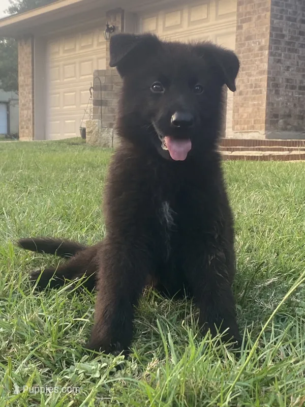 Samurai – German Shepherd Dog puppy for sale in Hearne, TX