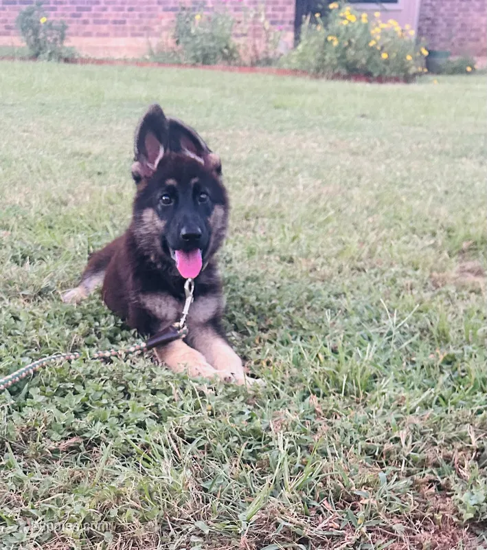 Tiger – German Shepherd Dog puppy for sale in Hearne, TX