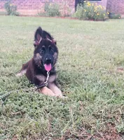 Green Girl, a female German Shepherd Dog for sale in Hearne, TX – 1 of 10