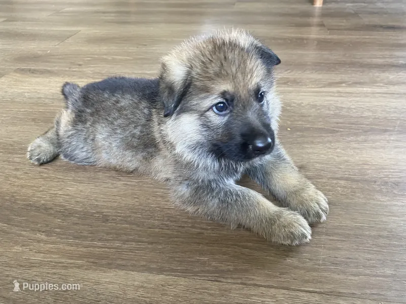 Grylls – German Shepherd Dog puppy on hold in Hearne, TX