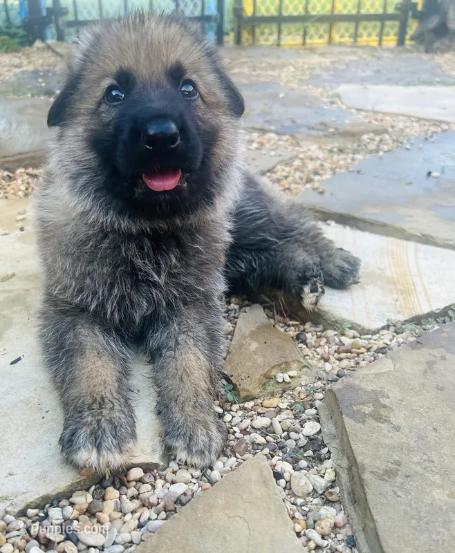 Griz – German Shepherd Dog puppy for sale in Hearne, TX